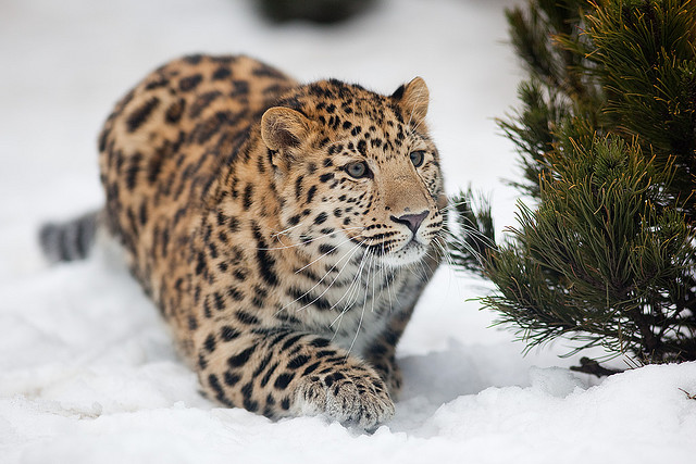 В Приморском крае будет создан Центр реинтродукции дальневосточного леопарда